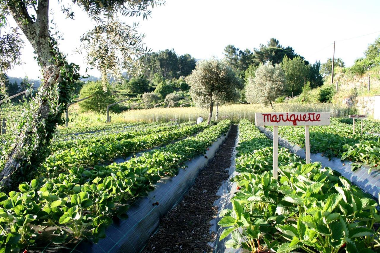 Verde Agua Agroturismo E Agricultura Biologica Couto Экстерьер фото